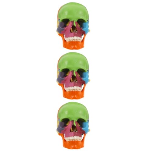 SOLUSTRE 3st Schädelmodell Deckenlampe Skulptur Modell Physiologisches Modell Kariertes Sammelalbum Modell Des Menschlichen Körpers Deckenleuchte Ventilschaftmodell Prop-modell Plastik von SOLUSTRE