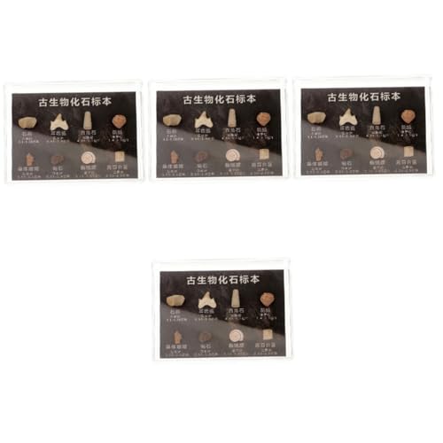 SOLUSTRE 4 Kisten Fossiles Exemplar Aquarium Geode Teufelsaugen-schlüsselanhänger Lamelle Dinosaurier Einfache Anhänger Handbuch Pfoten Thermometer Monitor Wissenschaft Anzeige Regal von SOLUSTRE