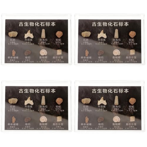 SOLUSTRE 4 Kisten Fossiles Exemplar Perlen Dinosaurier- Hygrometer Lamelle Geode Aquarium Thermometer Deckel Wissenschaft Monitor Einfache Anhänger Anzeige Steine und SOLUSTRE 4 Kisten Fossiles Exemplar Perlen Dinosaurier- Hygrometer Lamelle Geode Aquarium Thermometer Deckel Wissenschaft Monitor Einfache Anhänger Anzeige Steine und von SOLUSTRE