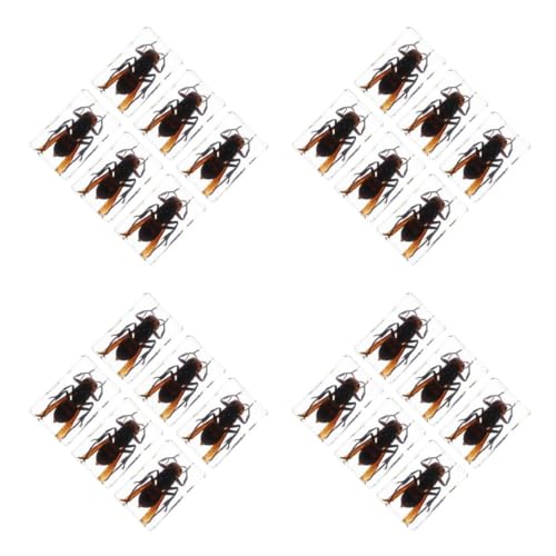 SOLUSTRE 4 Sätze Harzprobe Insektensammlung Für Den Schreibtisch Insektendisplay Für Das Büro Insekten Präparat Wespen-briefbeschwerer Konservierte Insektenexemplare Transparent 6 Stück * 4 von SOLUSTRE