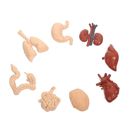 SOLUSTRE 4 Sätze Menschliches Inneres Organmodell Versteckte Figuren Organe Stütze Anatomie-poster Herz Anatomiebuch Lehrhilfe Anatomiemodell Des Menschlichen Torsos Werkzeug Fragen Pvc SOLUSTRE 4 Sätze Menschliches Inneres Organmodell Versteckte Figuren Organe Stütze Anatomie-poster Herz Anatomiebuch Lehrhilfe Anatomiemodell Des Menschlichen Torsos Werkzeug Fragen Pvc von SOLUSTRE