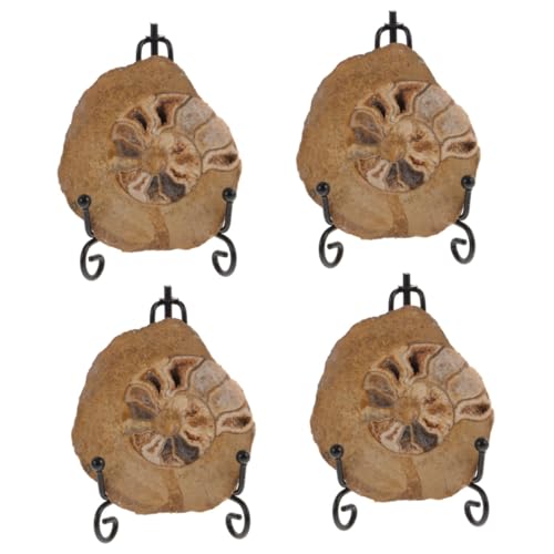 SOLUSTRE 4 Stück Ammonitenfossil Ammoniten-Exemplar Ammoniten-Ornament Modelle zur Dekoration Modelle Ornament unimate uniqone Ammoniten- für Ammonitendekoration von SOLUSTRE