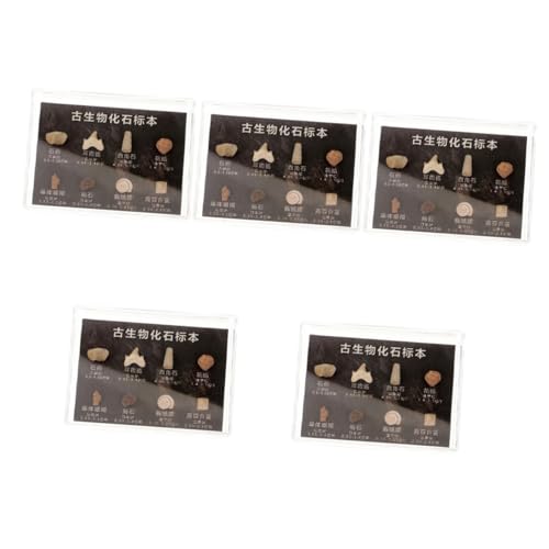 SOLUSTRE 5 Boxen Exemplar Pflanzenauge Schlüsselanhänger Tassen Aquarium Monitor Erz Becherdeckel Handbuch Pfoten Thermometer Hygrometer Set Dinosaurier Mini Barometer Tragetasche Display von SOLUSTRE