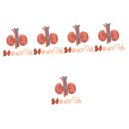 SOLUSTRE 5 Sätze Menschliches Organmodell Modell Modell Des Menschlichen Körpers Menschliches Modell Werkzeug Realistisches Orgelmodell Künstliches Menschliches Organ Pvc 8 Stück * 5 SOLUSTRE 5 Sätze Menschliches Organmodell Modell Modell Des Menschlichen Körpers Menschliches Modell Werkzeug Realistisches Orgelmodell Künstliches Menschliches Organ Pvc 8 Stück * 5 von SOLUSTRE