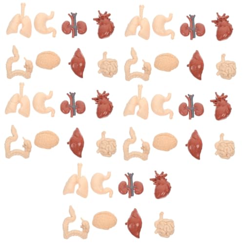 SOLUSTRE 5 Sätze Menschliches inneres Organmodell für kindergeschenke schulsachen Lehrmodell für Orgeln interaktiv Körper Organe Schulunterrichtsmaterialien PVC SOLUSTRE 5 Sätze Menschliches inneres Organmodell für kindergeschenke schulsachen Lehrmodell für Orgeln interaktiv Körper Organe Schulunterrichtsmaterialien PVC von SOLUSTRE