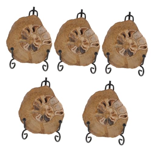 SOLUSTRE 5 Stück Ammonitenfossil Ammonitenmodelle Zur Dekoration Ammoniten-ornament Schulprojekt Modelle Ornament Ammoniten-exemplar Ammonitenmodelle Als Ornament Ammoniten- SOLUSTRE 5 Stück Ammonitenfossil Ammonitenmodelle Zur Dekoration Ammoniten-ornament Schulprojekt Modelle Ornament Ammoniten-exemplar Ammonitenmodelle Als Ornament Ammoniten- von SOLUSTRE