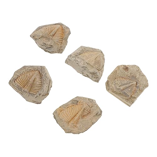 SOLUSTRE 5St Trilobiten- Dekor Trilobit Trilobitenskelett Naturbelassene Fossilien Dekorative Fossilien-Adornments Tischdekoration Figuren für Kinder Trilobiten-Schwanzfelsen von SOLUSTRE