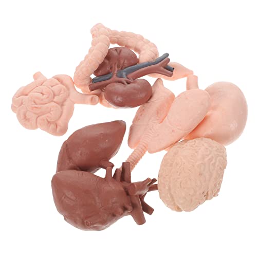 SOLUSTRE 8st Menschliches Organmodell Modell Des Menschlichen Körpers Künstliche Orgel-requisiten Menschliches Organspielzeug Orgelmodell-dekor Männchen Probe 3d Menschlicher Körper Plastik von SOLUSTRE
