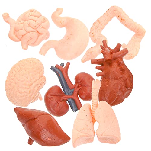 SOLUSTRE 8St menschliches Organmodell Puppe menschliche Anatomie Mannequin Magen-Modell Orgelprobe Modelle werkzeug Orgelmodell Unterrichtsmodell künstlich Requisiten Lehrmittel Student PVC von SOLUSTRE