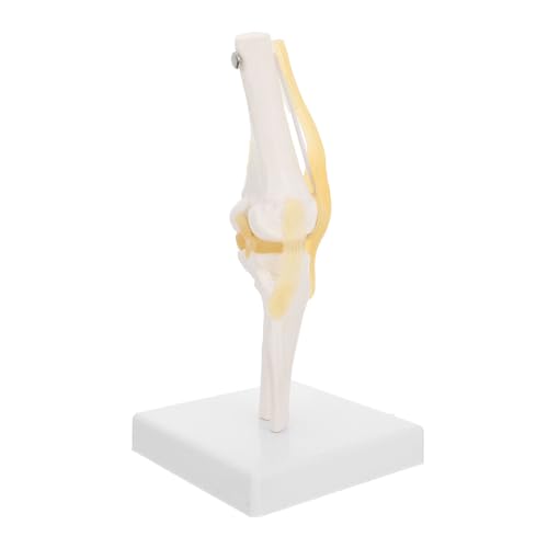 SOLUSTRE Anatomie Lehrmodelle Kniegelenkmodell Zur Lehre Der Medizin Kniegelenk Mit Bändern Medizinisch Anatomisches Modell Kniegelenk Mit Bändern Modell Menschliches Kniegelenk Aus von SOLUSTRE