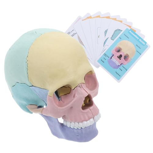 SOLUSTRE Detachable Menschliches Schädelmodell Anatomisches Skelett Lernspielzeug für Schule Studium Medizinische Ausbildung Präzise Schädelkopfform mit Feinen Details von SOLUSTRE