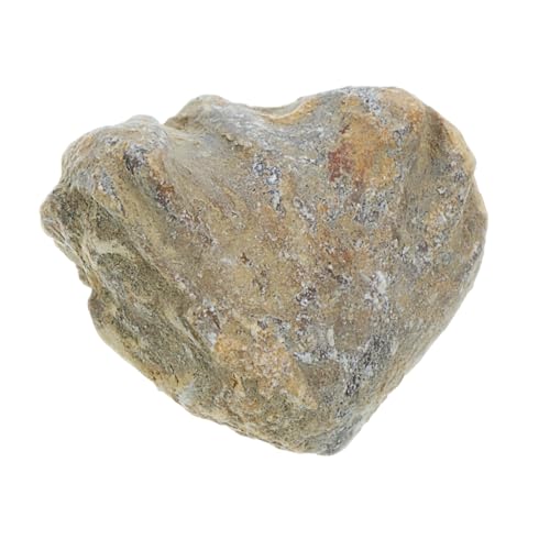 SOLUSTRE Fossiles Exemplar Dinosaurier-eier Rock Tumbler Für Wissenschafts-kit Dinosaurier-ausgrabungsset Sand Lehrmittel Shell-probe Modell Muschel SOLUSTRE Fossiles Exemplar Dinosaurier-eier Rock Tumbler Für Wissenschafts-kit Dinosaurier-ausgrabungsset Sand Lehrmittel Shell-probe Modell Muschel von SOLUSTRE