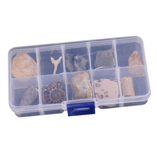 SOLUSTRE Fossilien Werkzeug 30 Stk Biologische Fossilien Trilobite Fossilien Versteinert Fossilien-sammlung Fossilien-exkursion Bernsteinfarbenes Modell - Spielzeug Desktop-ornament Modell von SOLUSTRE