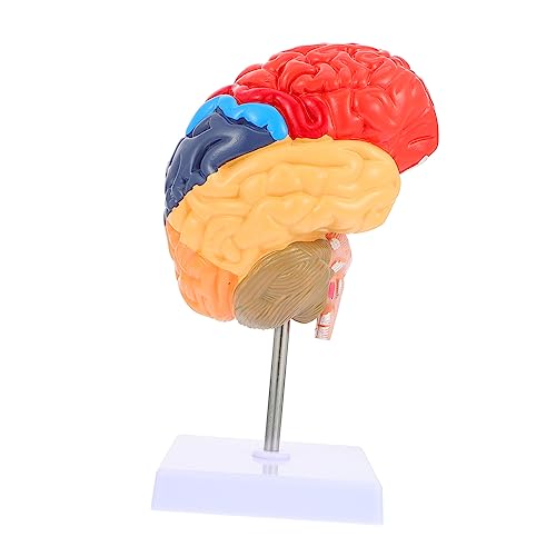 SOLUSTRE Gehirnlehrmodell halbes Gehirnmodell Display-Modell des Gehirns Neurowissenschaften schul sachen schulzubehör schulzeug Lehrmodell des menschlichen Gehirns Gehirnmodell lehren PVC SOLUSTRE Gehirnlehrmodell halbes Gehirnmodell Display-Modell des Gehirns Neurowissenschaften schul sachen schulzubehör schulzeug Lehrmodell des menschlichen Gehirns Gehirnmodell lehren PVC von SOLUSTRE