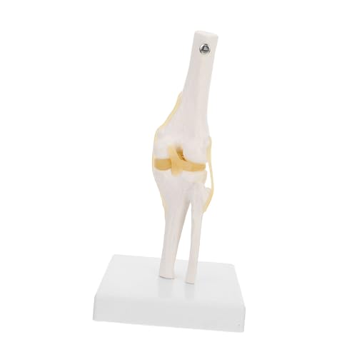 SOLUSTRE Hilfsmittel Für Den Anatomieunterricht Schaufensterpuppen Mannequin Kniegelenk Mit Bändermodell Menschliches Kniegelenk Medizinisches Anatomisches Modell Geschenk Plastik Klein von SOLUSTRE