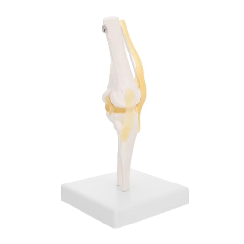 SOLUSTRE Kniegelenk Modell Hilfsmittel für den Anatomieunterricht Modelle Medizinisches Kniegelenk mit Bändern menschliches Kniegelenk echte Person Lehrmittel Geschenk Plastik von SOLUSTRE