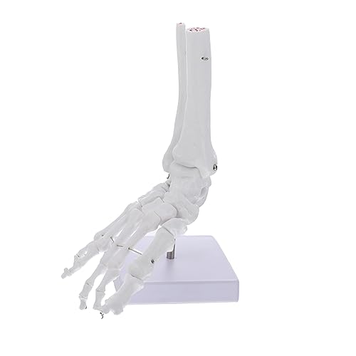 SOLUSTRE Menschlicher Knöchel unterricht Anatomie und Physiologie molekular Körper Skelette Fußgelenkmodell Skelettmodell Fußgelenk menschliches Skelettmodell Anatomisches PVC-Modell Weiß SOLUSTRE Menschlicher Knöchel unterricht Anatomie und Physiologie molekular Körper Skelette Fußgelenkmodell Skelettmodell Fußgelenk menschliches Skelettmodell Anatomisches PVC-Modell Weiß von SOLUSTRE