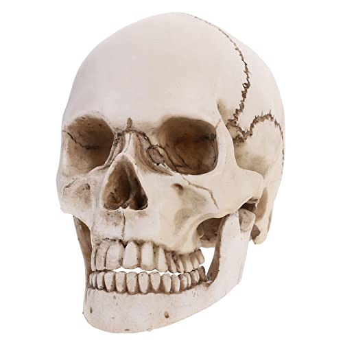 SOLUSTRE Menschliches Schädelmodell Aus Anatomisches Lehrmittel Für Medizinische Studien Halloween Dekoration Sammlerstück Detailgetreue Nachbildung von SOLUSTRE