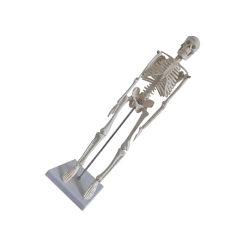 SOLUSTRE menschliches Skelettmodell Skelettfiguren Lehrskelettmodell menschliches skelett modell Anatomisches Skelett Modell Mini- Schaufensterpuppen Skelettmodell zur Ausstellung PVC von SOLUSTRE