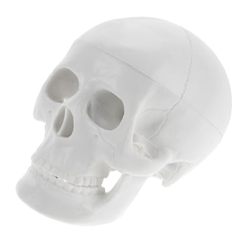 SOLUSTRE Mini Schädel Modell Anatomisches Dekorationsmodell Für Halloween Tisch Dekoration Lehrmittel Realistische Miniatur Schädel Skulptur Für Gruseldesign Und Bildungszwecke von SOLUSTRE