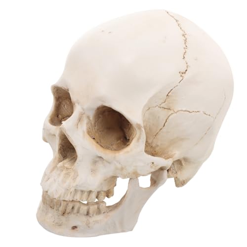 SOLUSTRE Schädel aus Harz Schädelmodell Und realistisch molekular Leben gefälscht Schädelreplik Skelett menschlich Kappe Gehirn Körper Statue Maske abnehmbares Schädelkopfmodell SOLUSTRE Schädel aus Harz Schädelmodell Und realistisch molekular Leben gefälscht Schädelreplik Skelett menschlich Kappe Gehirn Körper Statue Maske abnehmbares Schädelkopfmodell von SOLUSTRE
