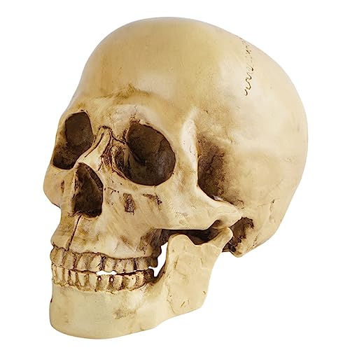 SOLUSTRE Schädelmodell Behälter mit Deckel Außendekoration Neondekoration Stecker Midi- tot halloween dekoration halloween-dekoration Spukhaus-Layout-Requisite Party-Schädel-Requisiten Harz von SOLUSTRE
