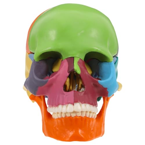 SOLUSTRE Abnehmbares Menschliches Schädelmodell Leuchtende Farben Anatomisch Korrekt Für Die Ausbildung SOLUSTRE Abnehmbares Menschliches Schädelmodell Leuchtende Farben Anatomisch Korrekt Für Die Ausbildung von SOLUSTRE