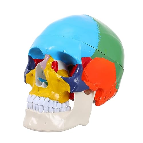 SOLUSTRE Schädelmodell the skulls totenschädel Anatomiemodell Modell des menschlichen Körpers für werkzeug gefälschtes Schädelkopfmodell Kopfmodell des menschlichen Schädels Harz SOLUSTRE Schädelmodell the skulls totenschädel Anatomiemodell Modell des menschlichen Körpers für werkzeug gefälschtes Schädelkopfmodell Kopfmodell des menschlichen Schädels Harz von SOLUSTRE