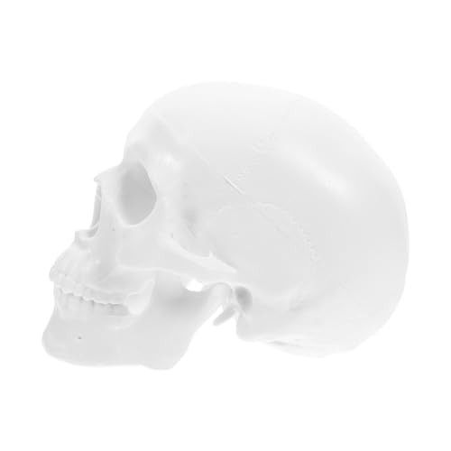 SOLUSTRE Mini-schädelmodell Anatomie Detaillierter Menschlicher Schädel Abnehmbare Teile Für Die Anzeige Zu Hause SOLUSTRE Mini-schädelmodell Anatomie Detaillierter Menschlicher Schädel Abnehmbare Teile Für Die Anzeige Zu Hause von SOLUSTRE