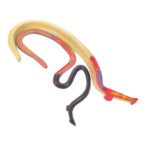 SOLUSTRE Schistosoma-Modell Blutsaugendes Wurm-Anatomiemodell Tierisches Anatomisches Modell Biologieunterricht Wissenschaftsmodell Für Medizinstudenten von SOLUSTRE