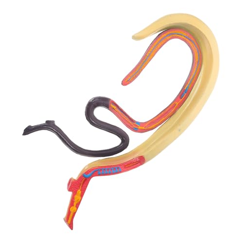 SOLUSTRE Schistosoma-modell Anatomisches Modell Lehrhilfe Modell Für Die Biologie Kognitives Modell Tieranatomiemodell Wissenschaftsbedarf Kognitives Tierlernstütze Plastik von SOLUSTRE
