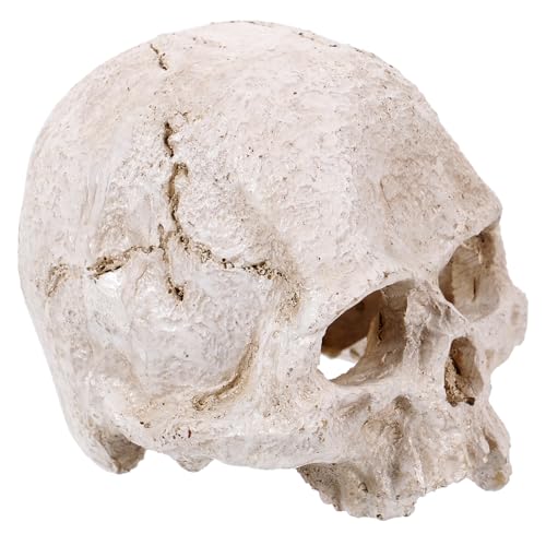 SOLUSTRE Simuliertes menschliches Schädelmodell Requisiten des menschlichen Körpers Kommode totenköpfe halloween wohnungseinrichtung 3D-Modell eines menschlichen Skeletts Halloween- SOLUSTRE Simuliertes menschliches Schädelmodell Requisiten des menschlichen Körpers Kommode totenköpfe halloween wohnungseinrichtung 3D-Modell eines menschlichen Skeletts Halloween- von SOLUSTRE