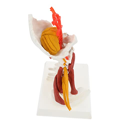 SOLUSTRE Skelett Skelettmodell Halswirbelmodell Anatomisches Modell Halswirbelsäule Mannequin Schaufensterpuppen medizinisches modell halswirbelsäule Halswirbelsäulenmodell anzeigen PVC von SOLUSTRE