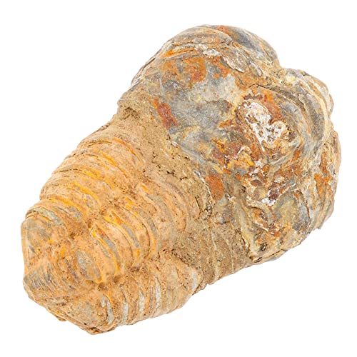 SOLUSTRE Natürliches Trilobiten-ornament Echtes Trilobiten-proben-kit Paläontologie-kit Lehrmittel Für Schüler Im Klassenzimmer SOLUSTRE Natürliches Trilobiten-ornament Echtes Trilobiten-proben-kit Paläontologie-kit Lehrmittel Für Schüler Im Klassenzimmer von SOLUSTRE