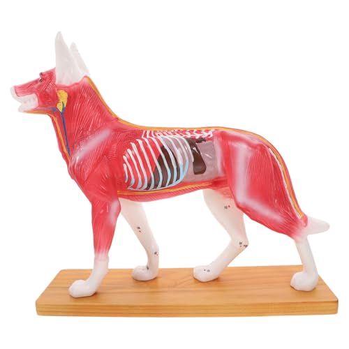 SOLUSTRE Hundemodell Tiermuskel-lehrmodell Medizinisches Schultrainingshilfe Genaue Hundeanatomie von SOLUSTRE