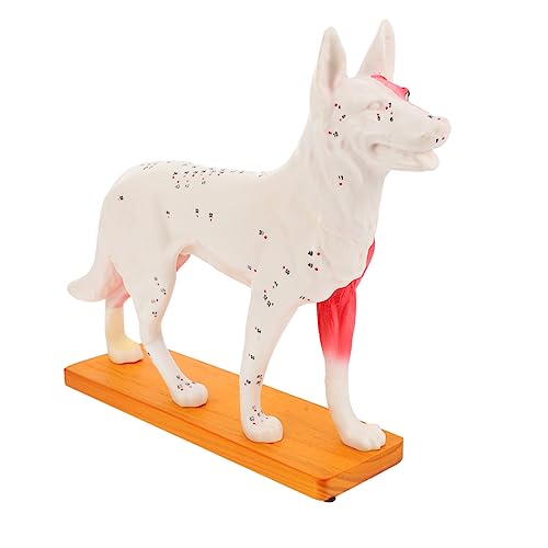 SOLUSTRE akupunkturpunktmodell für hunde PVC Hunde Modell Hunde Akupunktur Modell Tieranatomisches Modell Tabletop Torso- Modell. werkzeug schulisches Lehrmittel Modul Kind von SOLUSTRE