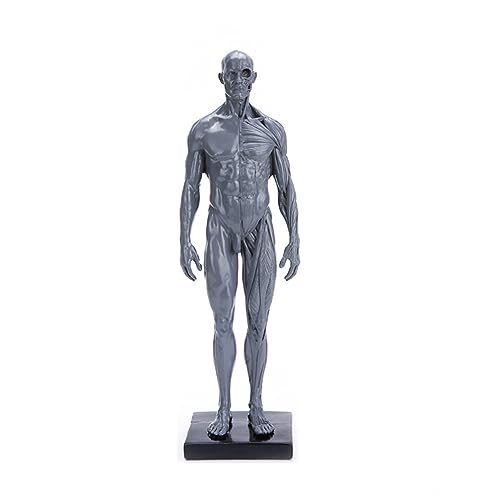 SOLUSTRE sehhilfe anatomical model Modell des menschlichen Körpers menschliches Hautmodell Puppe Mannequin Muskelstrukturmodell männliches Modell medizinisch Diagramm Schimmel von SOLUSTRE
