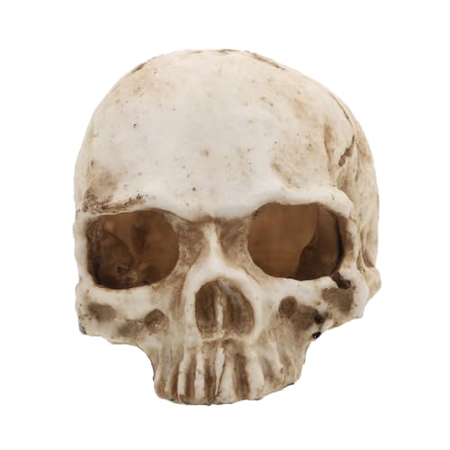Simuliertes menschliches Schädelmodell Mini menschlicher Schädel Gesicht Skelett totenköpfe halloween wohnungseinrichtung Modelle für die Anatomie menschlicher Schädelharz SOLUSTRE Simuliertes menschliches Schädelmodell Mini menschlicher Schädel Gesicht Skelett totenköpfe halloween wohnungseinrichtung Modelle für die Anatomie menschlicher Schädelharz SOLUSTRE von SOLUSTRE