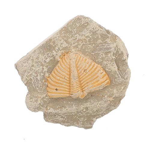 Trilobiten- Exemplare Ornament für Trilobiten-Skelett-Display Auto fossilien wohnungseinrichtung wohnraumdeko hausdeko Trilobiten-Schwanzfelsen Desktop-Ornament SOLUSTRE Trilobiten- Exemplare Ornament für Trilobiten-Skelett-Display Auto fossilien wohnungseinrichtung wohnraumdeko hausdeko Trilobiten-Schwanzfelsen Desktop-Ornament SOLUSTRE von SOLUSTRE