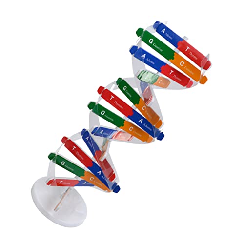 SOPOTUTU 1Satz DNA Modell Wissenschaftliches Für DIY Montage Bausatz Zur Veranschaulichung Der Doppelhelixstruktur Unterrichtshilfe Für Experimentierkasten Für Kreative von SOPOTUTU