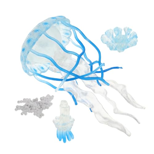 SOPOTUTU 4Stücke Künstliche Quallenfiguren Aquarium Dekoration für Lebenszyklus Modell zur Kognitiven Entwicklung Sicheres aus Lernspielzeug für Aquarien von SOPOTUTU