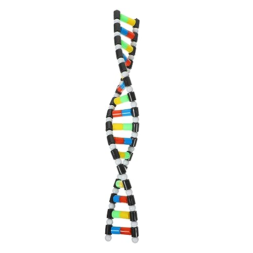 SOPOTUTU DNA Modell Doppelhelix Struktur Bildungsmodell Für Biologieunterricht Interaktives Molekularmodell Aus Sicherem Fördert Chemie SOPOTUTU DNA Modell Doppelhelix Struktur Bildungsmodell Für Biologieunterricht Interaktives Molekularmodell Aus Sicherem Fördert Chemie von SOPOTUTU