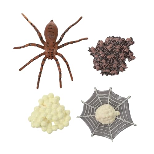 SOPOTUTU Lebenszyklus Modell Spinne Pädagogisches Tier Realistische Wachstumsphasen Simulation für Party Dekoration von SOPOTUTU