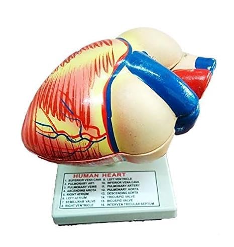 Anatomisches Modell des menschlichen Herzens, 3D-Dissektierbares Lernwerkzeug für detailliertes Studium Anatomisches Modell des menschlichen Herzens, 3D-Dissektierbares Lernwerkzeug für detailliertes Studium von SPANCARE PHARMACEUTICALS