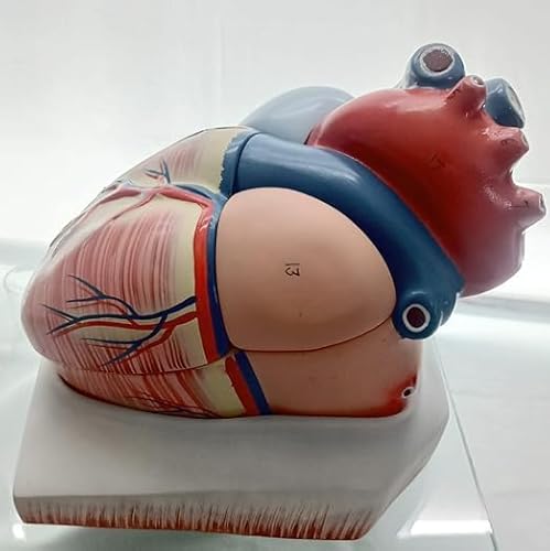 Lernmodell Menschliches Herz, 4-teilig, 6-fach vergrößerte Größe, Fiberglas, für Wissenschaft und Medizinstudium von SPANCARE PHARMACEUTICALS