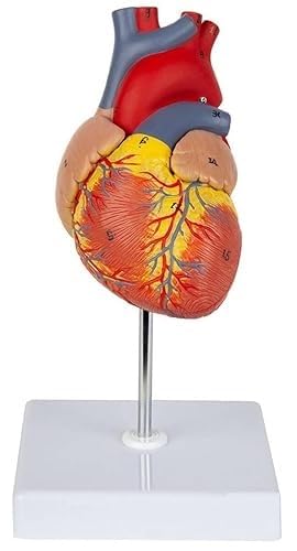 SPANCARE PHARMACEUTICALS Lebensgroßes Herzmodell, 48 anatomische Strukturen, pädagogisches medizinisches Lehrwerkzeug, Weiß SPANCARE PHARMACEUTICALS Lebensgroßes Herzmodell, 48 anatomische Strukturen, pädagogisches medizinisches Lehrwerkzeug, Weiß von SPANCARE PHARMACEUTICALS