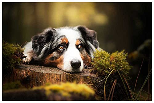 1000 Teile Puzzle Für Erwachsene Und Kinder,Holzpuzzle,Impossible Puzzle - Australian Shepherd Liegt Auf Baumstumpf 1000 Teile Puzzle Für Erwachsene Und Kinder,Holzpuzzle,Impossible Puzzle - Australian Shepherd Liegt Auf Baumstumpf von SPLMho