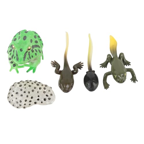 SPYMINNPOO Kaulquappenwachstumszyklusmodell, Detaillierte PVC -Lebenszyklus -Set Verbessern den Bildungswert mit Sorgfältigem Design von SPYMINNPOO