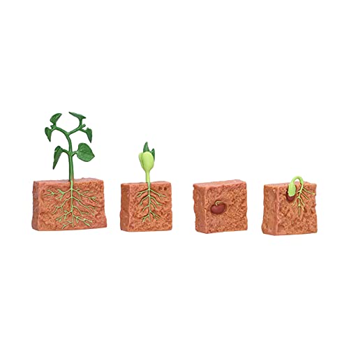 SPYMINNPOO Pflanzenlebenszyklus von Bohnen, Pflanzenwachstumszyklus Set, Spielzeugerbsen Wachstumsstadium, Modell, Vorschule, Pädagogisches Geschenk, Spielzeug für Schulkinder SPYMINNPOO Pflanzenlebenszyklus von Bohnen, Pflanzenwachstumszyklus Set, Spielzeugerbsen Wachstumsstadium, Modell, Vorschule, Pädagogisches Geschenk, Spielzeug für Schulkinder von SPYMINNPOO