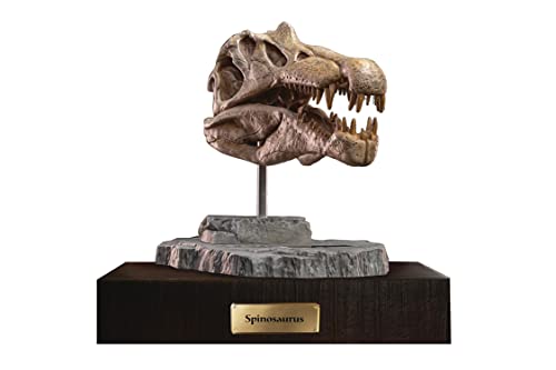 STAR ACE Spielzeug - Prähistorische Kreaturen Spinosaurus Kopf Schädel Statue (Netz) von STAR ACE